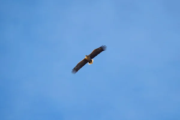 Морской орел или Haliaeetus albicilla на голубом небе с раскинутыми крыльями — стоковое фото