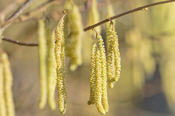 Hazel catkins - Corylus avellana in early spring, highly allerge — Stock Photo, Image