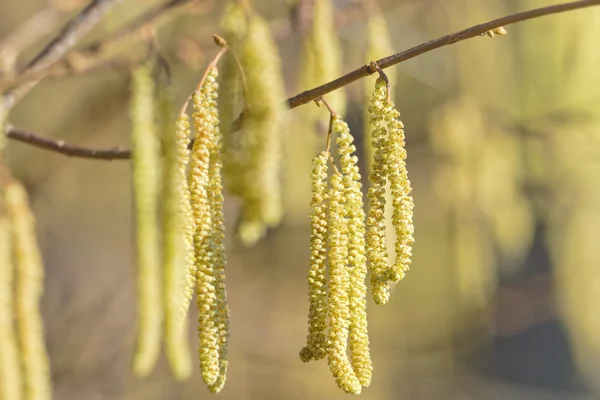 Chaton noisette - Corylus avellana au début du printemps, très allergène — Photo