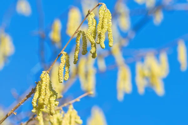 春天, 一个繁茂的淡褐色灌木的小枝, 有清澈的蓝色 — 图库照片