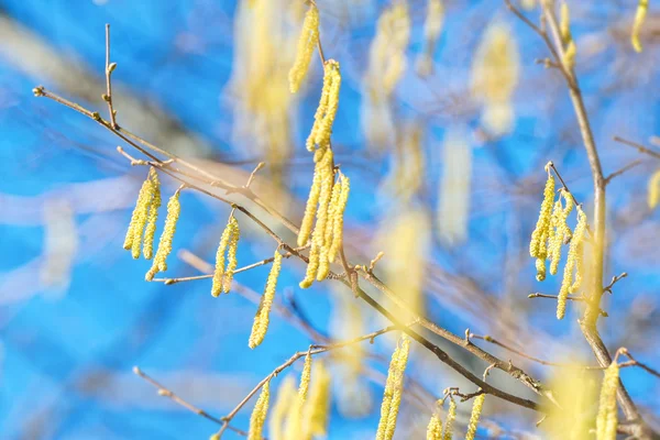 Zweige eines blühenden Haselsträuchers im Frühling mit klarem Blau — Stockfoto