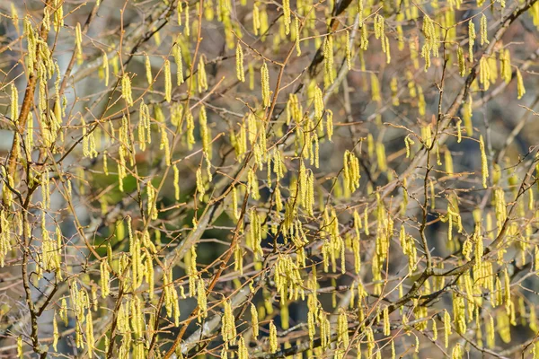 Hazel catkins at a sunny day in early spring time — Stock Photo, Image