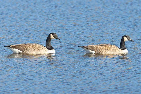 Paire de bernaches du Canada ou (Branta canadensis) en natation aquatique — Photo