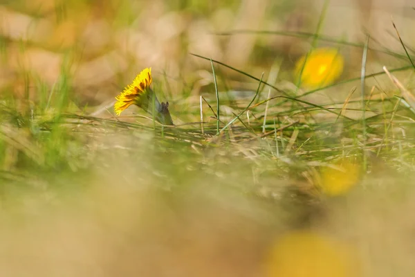 Tussilago farfara assorbe il sole primaverile — Foto Stock