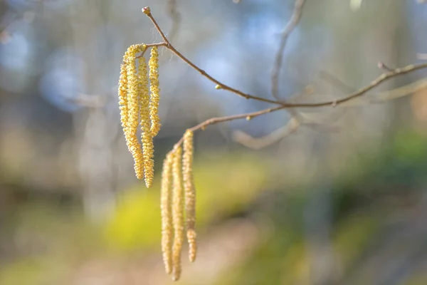 Hazel catkins in early spring in sunlight and close seup, highly al — стоковое фото