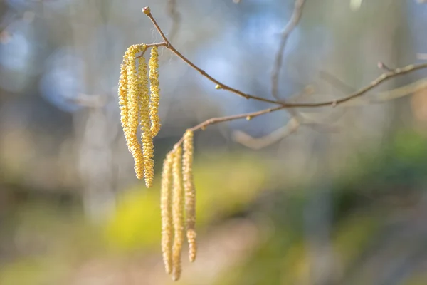 Hazel catkins no início da primavera em luz solar e close-up, altamente al — Fotografia de Stock