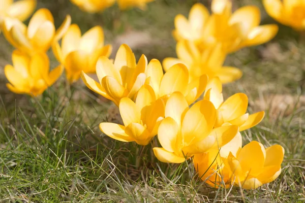 Yellow crocus spring flowers — Stock Photo, Image