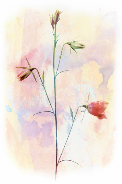 Картина колокольчика в прекрасных цветах
