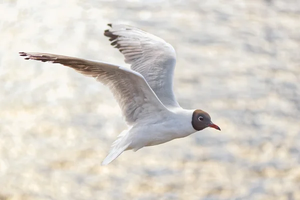 Adult black headed gull in flight over water — Stock Photo, Image