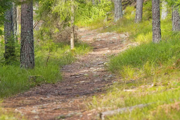 Hikingtrack in a green lush forest in Scandinavia — Stock Photo, Image