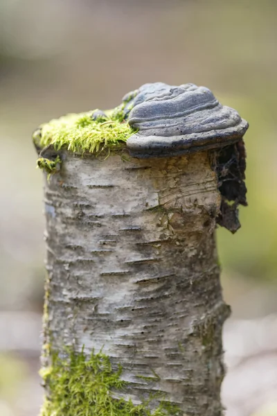 Cogumelos em cima de um toco de bétula com musgo verde — Fotografia de Stock