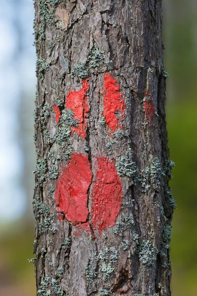 Hiking marker closeup in the forest during a sunny day — Stock Photo, Image