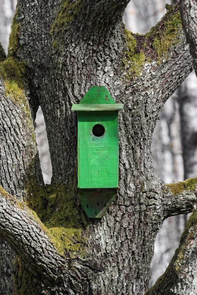 Casa de pássaro verde à espera de novos ocupantes em um velho carvalho — Fotografia de Stock