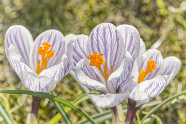 Three purple spring Crocuses — Stock Photo, Image