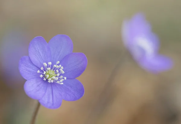 Hepatica nobilis wiosną — Zdjęcie stockowe