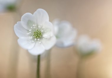 Parlak bir arka plan üzerinde ahşap anemon (anemone nemorosa)