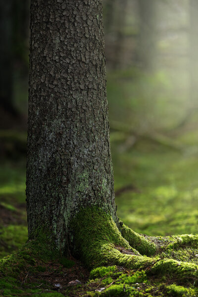 Spruce trunk in foreground with wonderful green moss