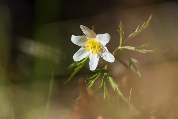 Anémona de madera o Windflower por la noche durante la primavera —  Fotos de Stock