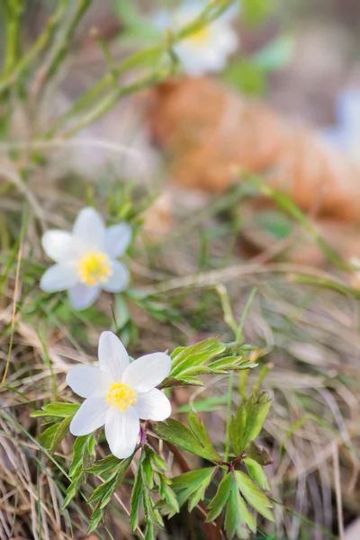 Zawilce drewna lub Windflowers podczas wiosny — Zdjęcie stockowe