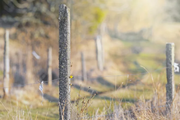 Cerca elétrica post esgrima um campo de grama verde — Fotografia de Stock