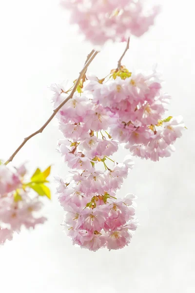 Hängende Kirschblüte in sehr heller Umgebung — Stockfoto