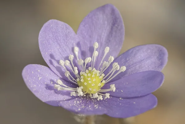 Violeta Hepatica nobelis flor primer plano —  Fotos de Stock
