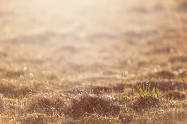 Campo de grama seca pastagem ao pôr do sol luz solar — Fotografia de Stock