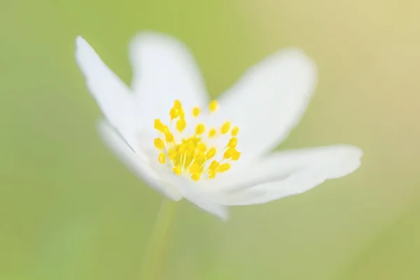 Closeup of a Wood anemone flower on light green background — Stock Photo, Image