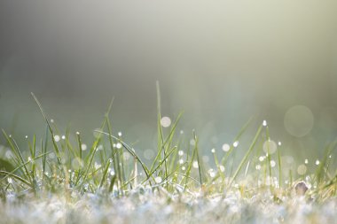 Güneş ışığı altında Islak çimen