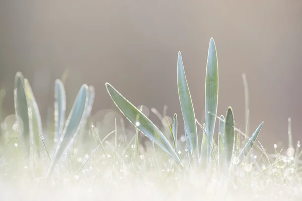 Světlé mokré ráno s trávou — Stock fotografie