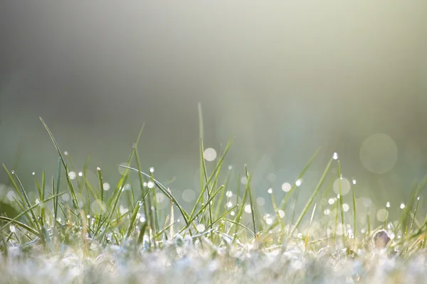 Erba umida alla luce del sole — Foto Stock