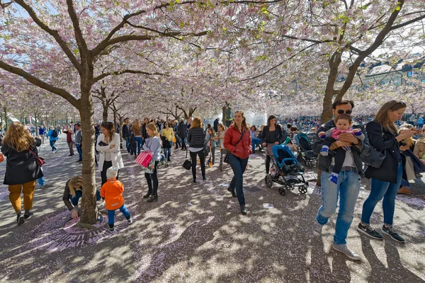 Famiglie che passeggiano a Kungstradgarden durante la rosa che — Foto Stock