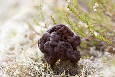 Yanlış morel bilinen Gyromitra esculenta