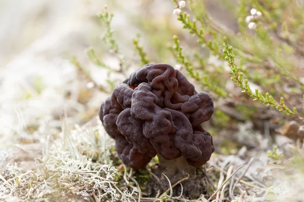 Gyromitra esculenta known as False morel — Stock Photo, Image