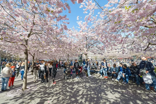 Kungstradgarden 공원에 벚꽃 — 스톡 사진