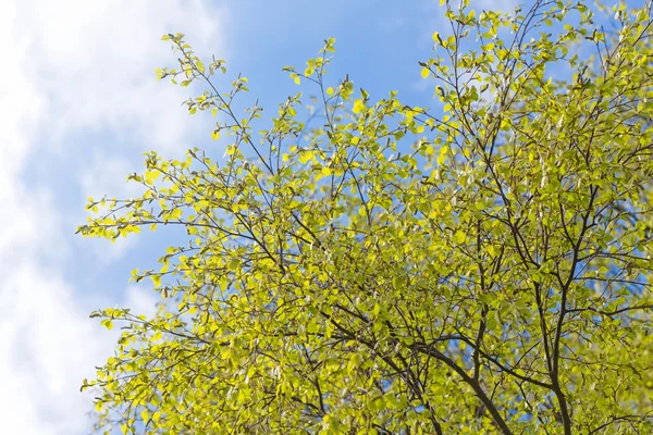 Spring birch branches and blue sky — Stock Photo, Image