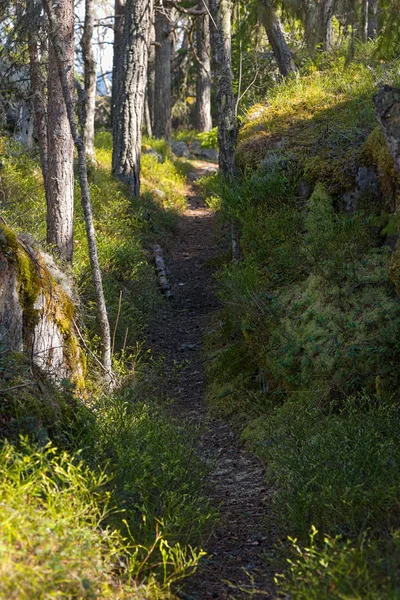 Beau sentier pédestre dans les bois au printemps — Photo