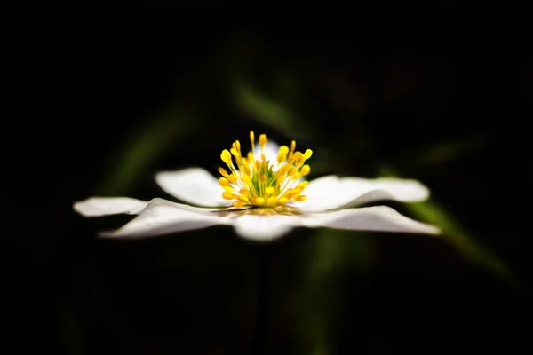 Hout anemone in zijaanzicht in het bos — Stockfoto