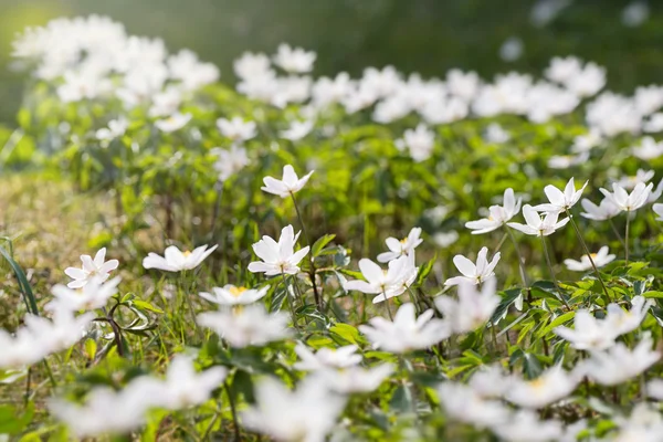 Anemone nemorosa durante la primavera — Foto Stock