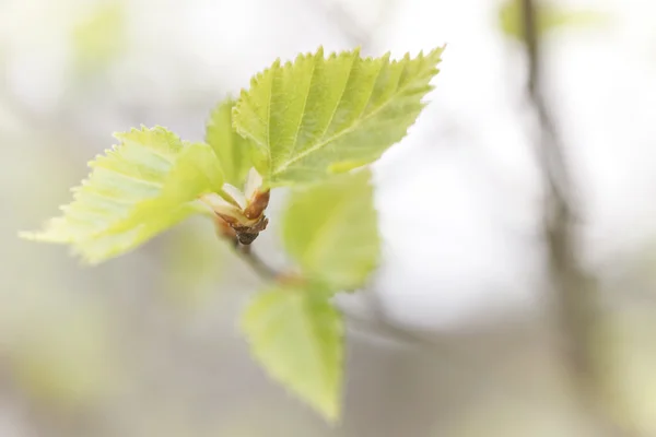 Świeci zielony brzoza liść w blisko wiosną — Zdjęcie stockowe