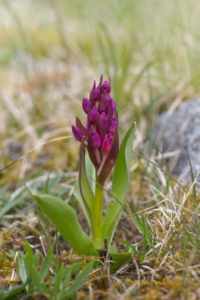 Dactylorhiza maculata lub Heath zauważył orchidea na wczesnym etapie — Zdjęcie stockowe