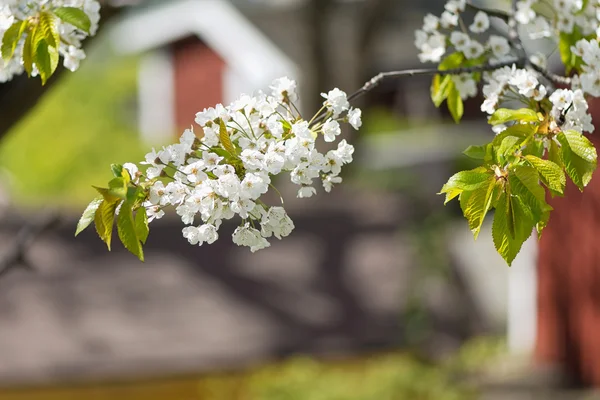 ぼやけて背景の赤い家の庭の桜 — ストック写真