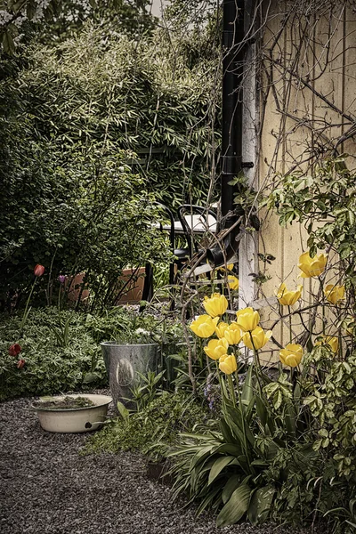 Tulipas amarelas com baldes de água em um jardim — Fotografia de Stock