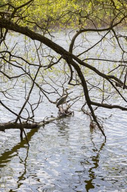 Heron ayakta kenarında sular