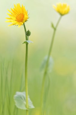 İki güzel sarı çiçekler papatya yumuşak yeşil çim