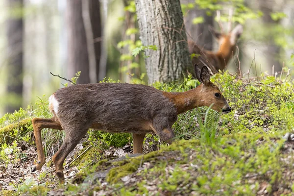 Two roe deer with female passing in foreground