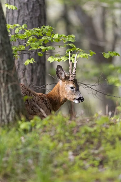 Jovem corça macho cervo em uma área florestal — Fotografia de Stock