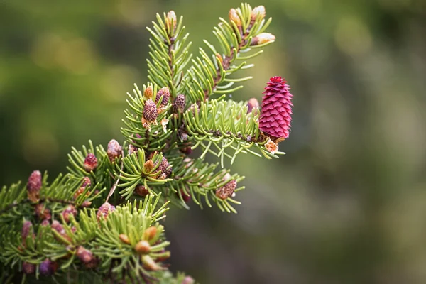 Cone de abeto vermelho durante a primavera — Fotografia de Stock