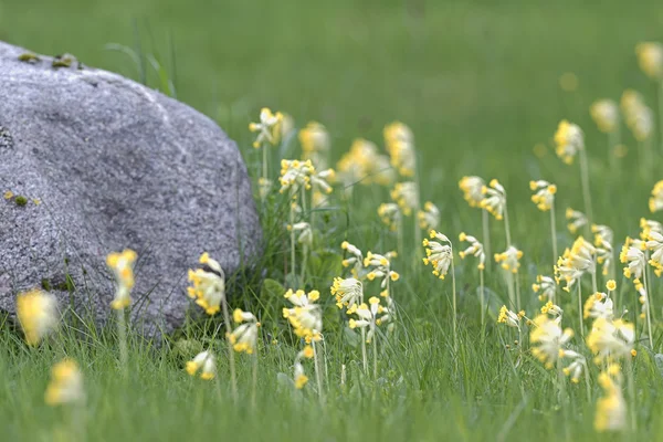 Shluk primula veris nebo Petrklíč s šedý kámen — Stock fotografie