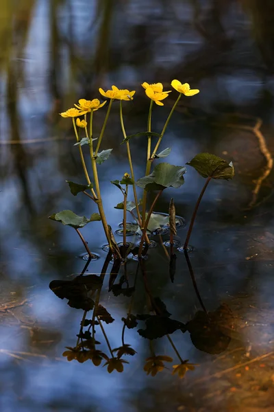 Caltha palustris o Kingcup in acqua naturale durante la primavera con re — Foto Stock
